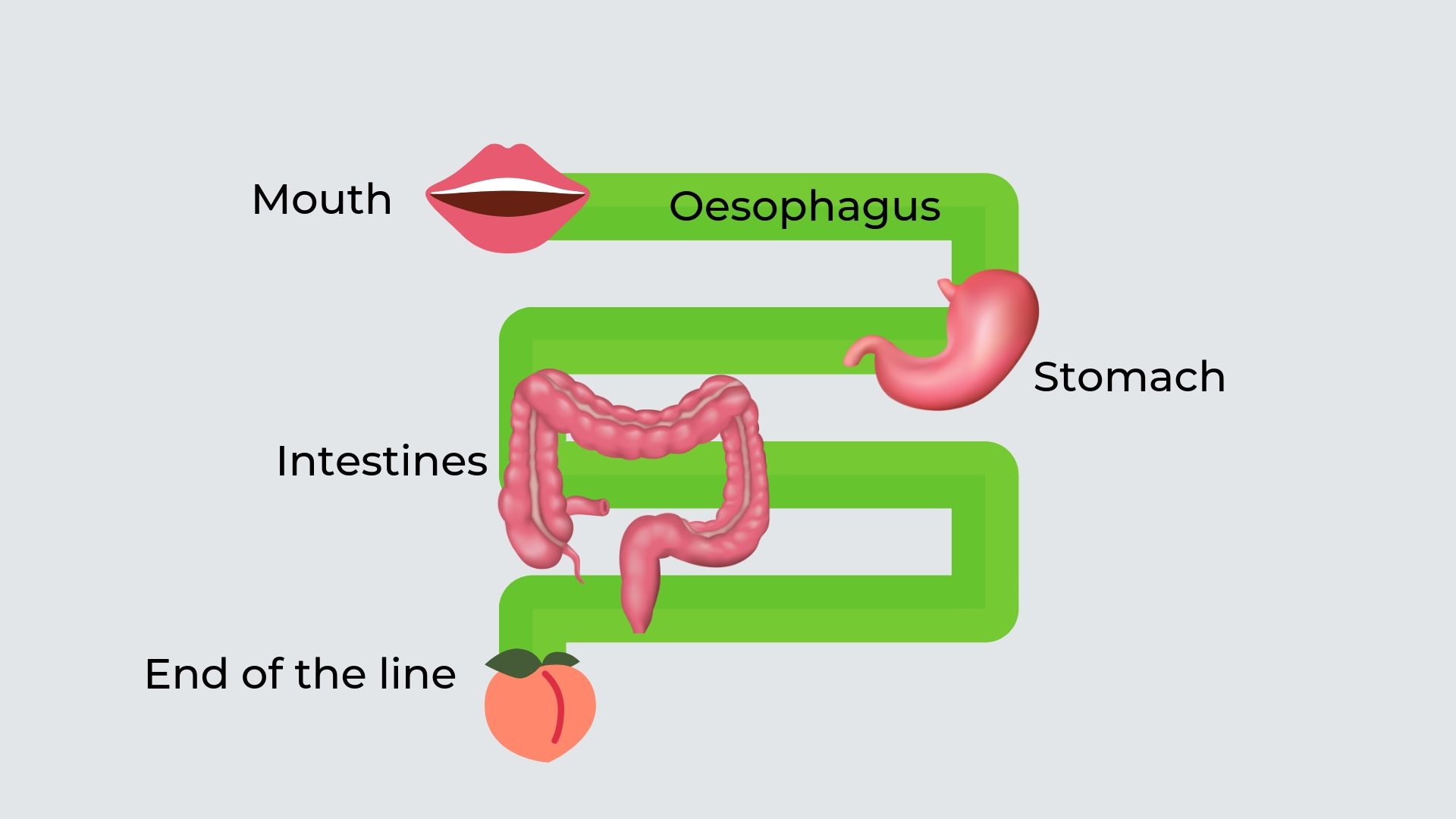 A diagram of an open tube starting with the mouth, then stomach, intestines, finishing with the rear end